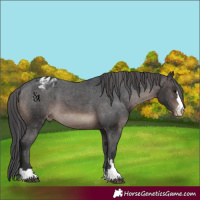 Horse Color:Brown Mushroom Appaloosa 