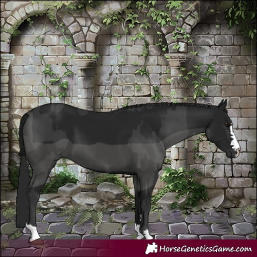 Horse Color:Black  and Gray Black 