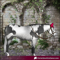 Horse Color:Black  and Gray Black 