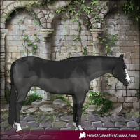 Horse Color:Black and Gray Black