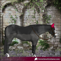 Horse Color:Black  and Gray Black 