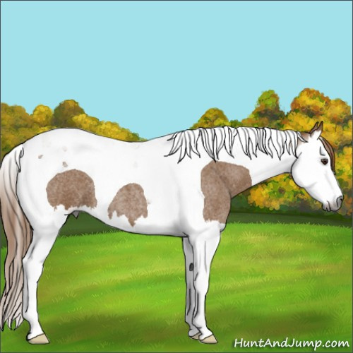 Horse Color:Gray Red Roan Splash Tobiano