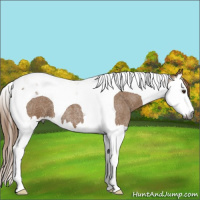 Horse Color:Gray Red Roan Splash Tobiano