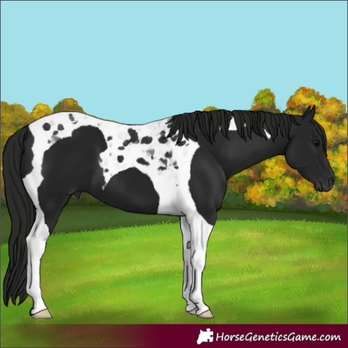 Horse Color:Gray Black Tobiano 