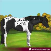 Horse Color:Gray Black Tobiano 