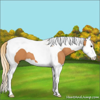 Horse Color:Chestnut Splash Tobiano