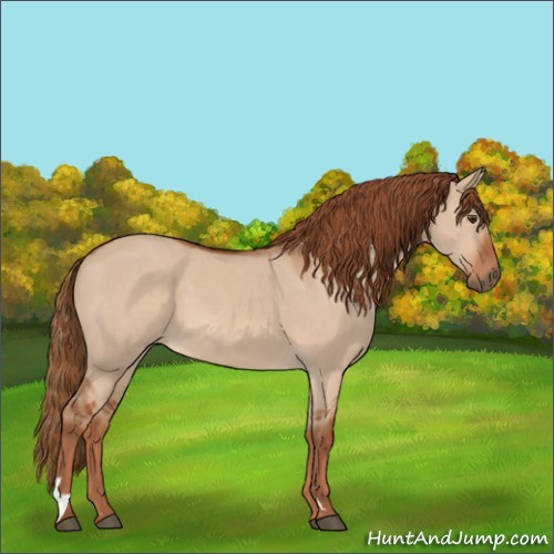 Horse Color:Red Dun