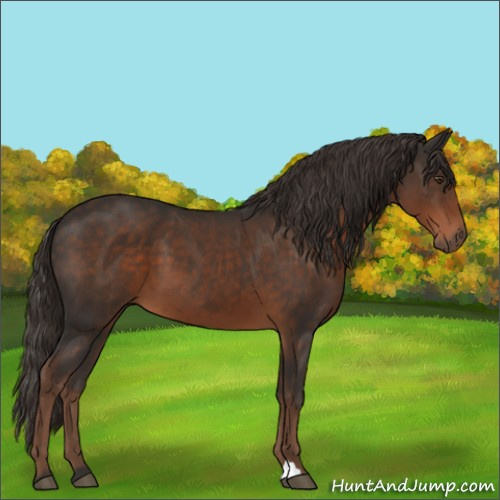 Horse Color:Liver Chestnut