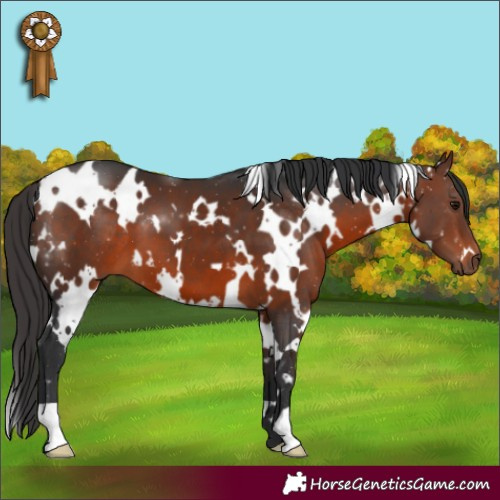 Horse Color:White Spotted Bay 