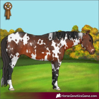 Horse Color:White Spotted Bay 