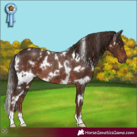 Horse Color:White Spotted Liver Chestnut Rabicano 