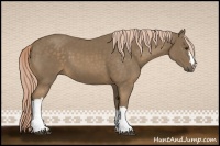 Horse Color:Chocolate Palomino 