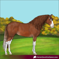 Horse Color:Chestnut Splash 