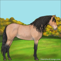 Horse Color:Bay Roan 