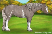 Horse Color:White Spotted Silver Blue Roan Rabicano