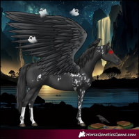 Horse Color:Black Appaloosa  and Black 