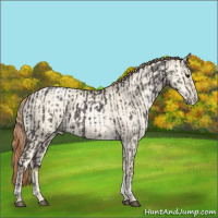 Horse Color:Silver Black Sabino Tobiano Rabicano  and Classic Cream Champagne Pearl Dun Tobiano Rabicano 