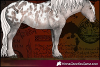 Horse Color:Platinum Chocolate Palomino Near Leopard Rabicano 