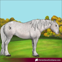 Horse Color:Platinum Chocolate Palomino Appaloosa 