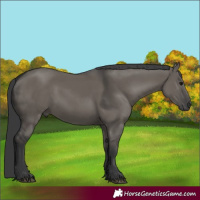 Horse Color:Grullo 