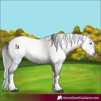Horse Color:Gray Grullo Roan Splash 
