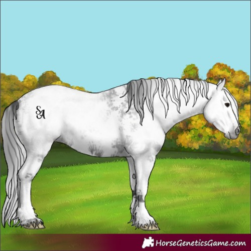 Horse Color:Gray Black Sabino Splash