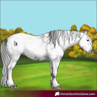 Horse Color:Gray Black Sabino Splash 