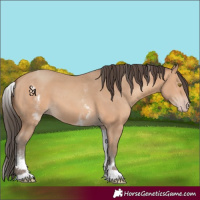 Horse Color:White Spotted Amber Champagne 