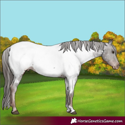 Horse Color:Liver Chestnut Appaloosa 