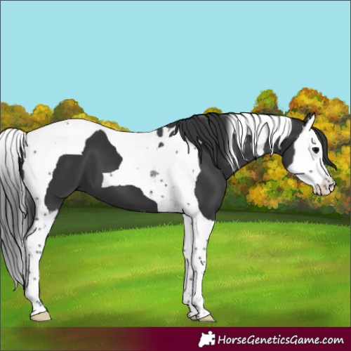 Horse Color:Black Splash Tobiano