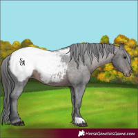 Horse Color:Brown Appaloosa 