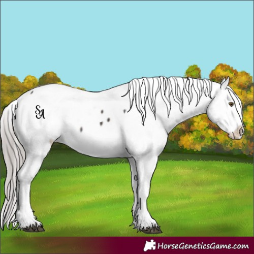 Horse Color:Platinum Liver Chestnut Appaloosa Rabicano 
