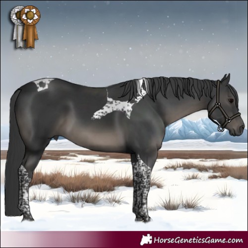 Horse Color:Black Tobiano