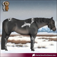 Horse Color:Black Tobiano 