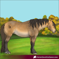 Horse Color:Buckskin 