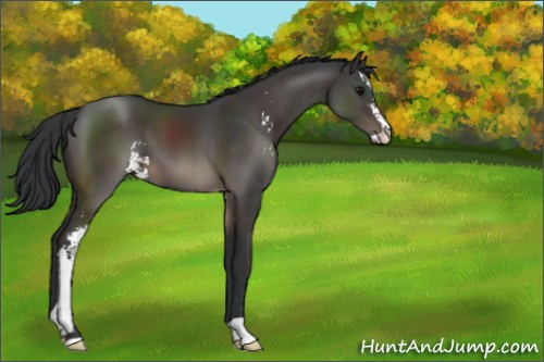 Horse Color:Brown Sabino