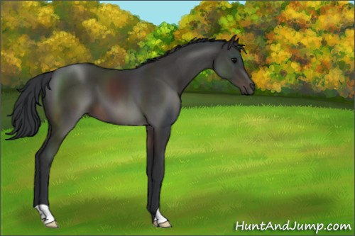 Horse Color:Brown