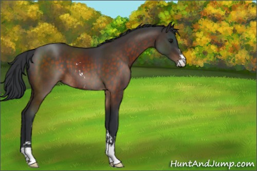 Horse Color:Brown Sabino 