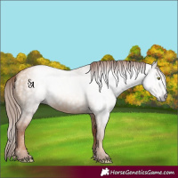 Horse Color:Gray Gold Champagne Dun 