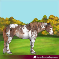 Horse Color:Liver Chestnut Sabino Splash Tobiano Appaloosa Rabicano