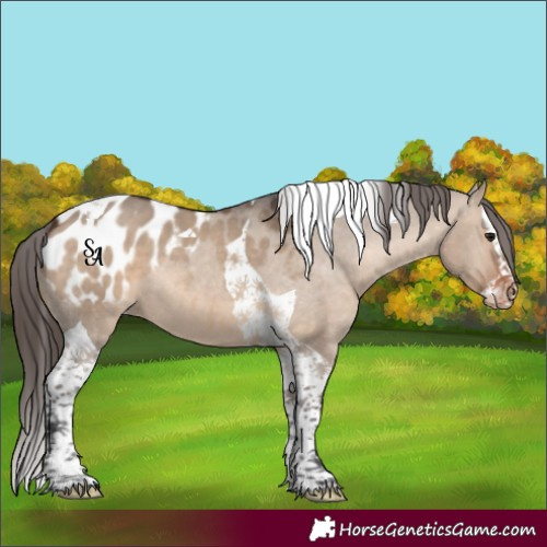 Horse Color:Brown Dun Splash Tobiano Appaloosa 