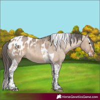 Horse Color:Brown Dun Splash Tobiano Appaloosa 