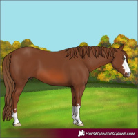 Horse Color:Chestnut 