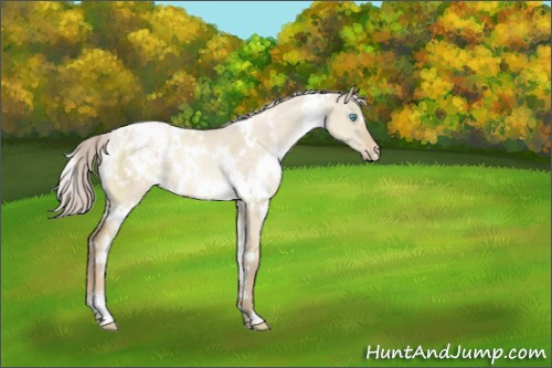 Horse Color:White Spotted Chocolate Palomino Pearl Dun Appaloosa