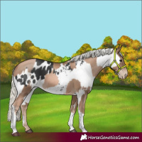 Horse Color:Black Splash Appaloosa  and Liver Chestnut Pearl Mushroom 