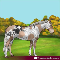 Horse Color:Black Splash Appaloosa  and Liver Chestnut Pearl Mushroom 