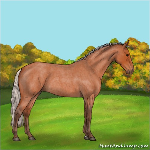 Horse Color:Silver Bay Roan 
