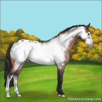 Horse Color:Brown Roan Dun Frame Appaloosa 