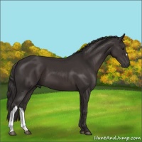 Horse Color:Smoky Black 