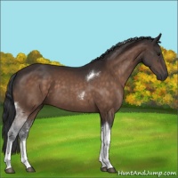 Horse Color:Brown Sabino Tobiano